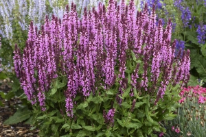 Salvia 'Pink Profussion' 
